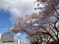 満開の桜•年度末