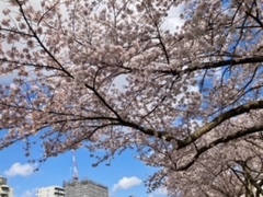 満開の桜•年度末