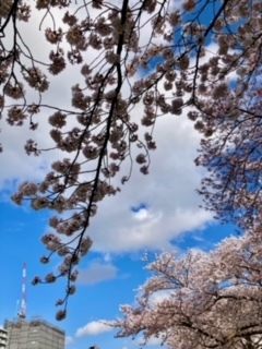 満開の桜•年度末